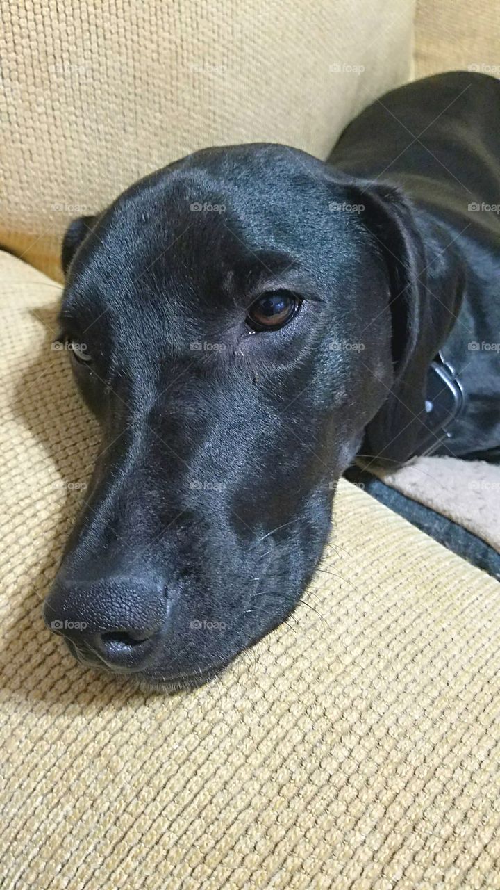 n
black labrador retriever resting