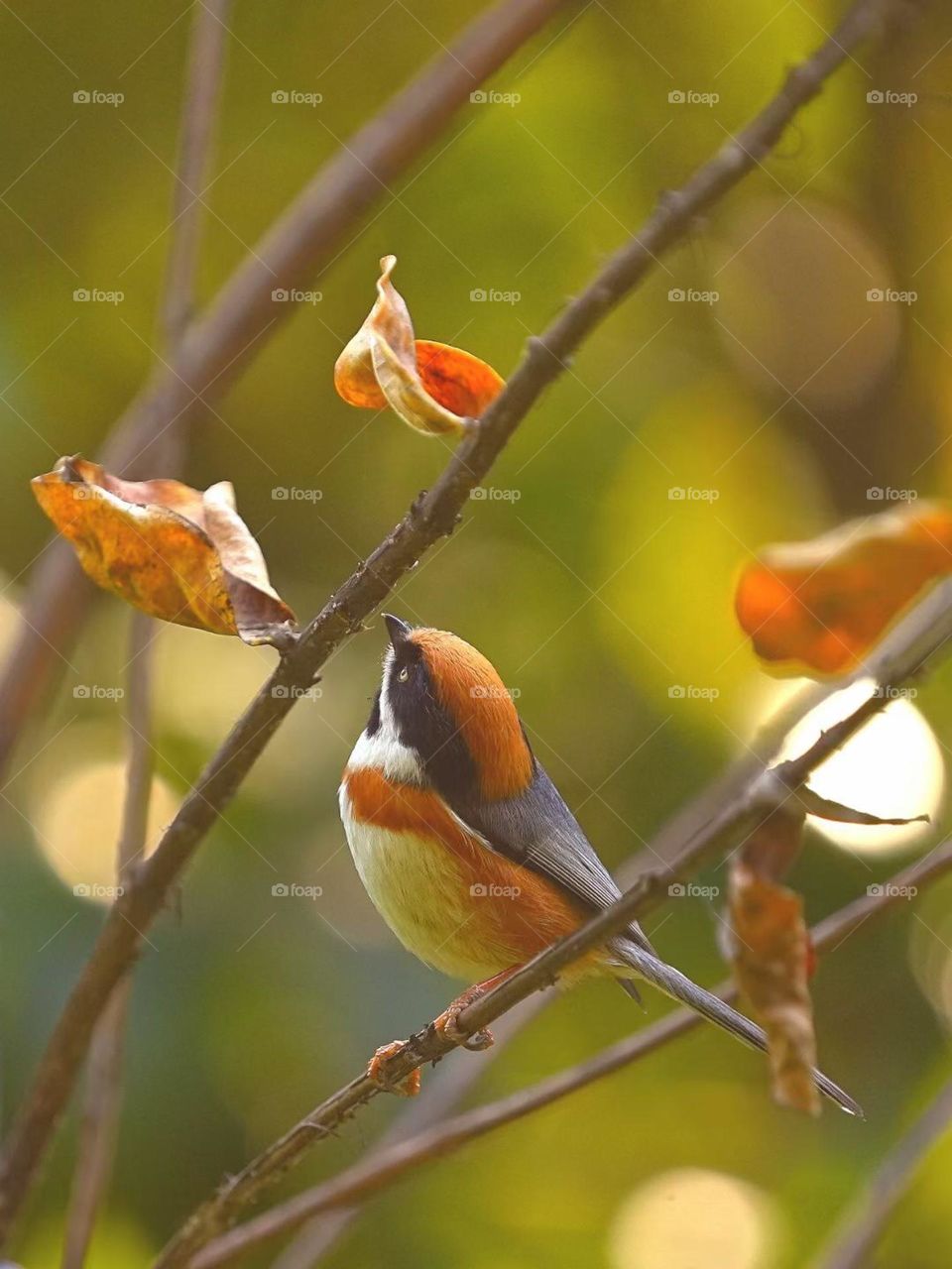 Look at fall leaves, fall has passed the season, winter does not know when the snow come 