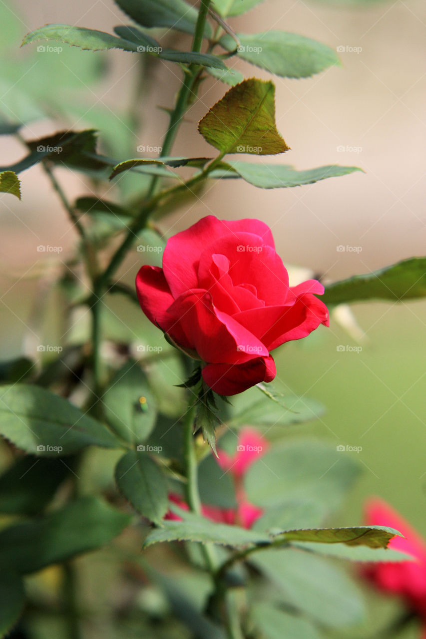 Red Rose