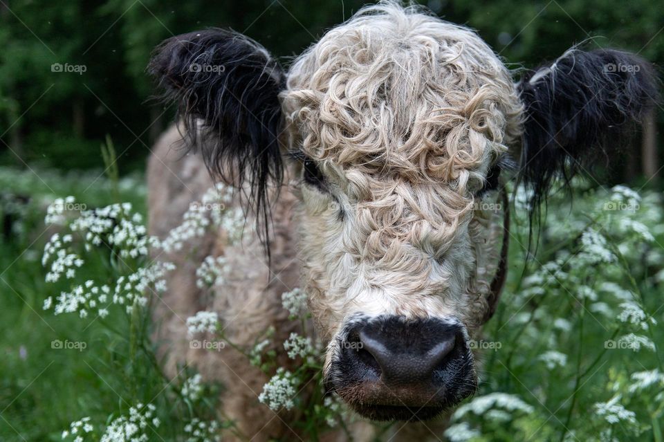 Curly-haired cow with black ears