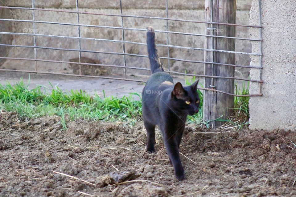 Summer Pets - a curious  barn kitty walks cautiously into a cattle enclosure 