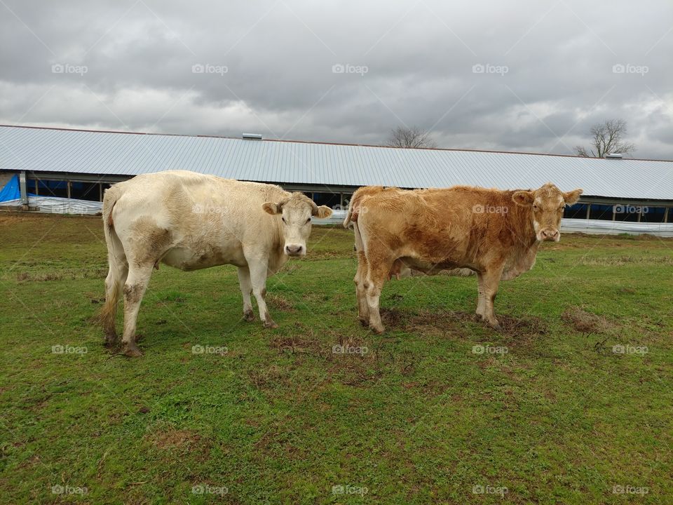 Two cows, one brown and one white that are staring up curiously after grazing.