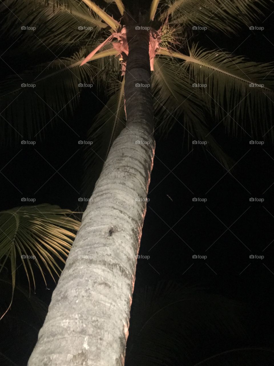 Palm tree nighttime