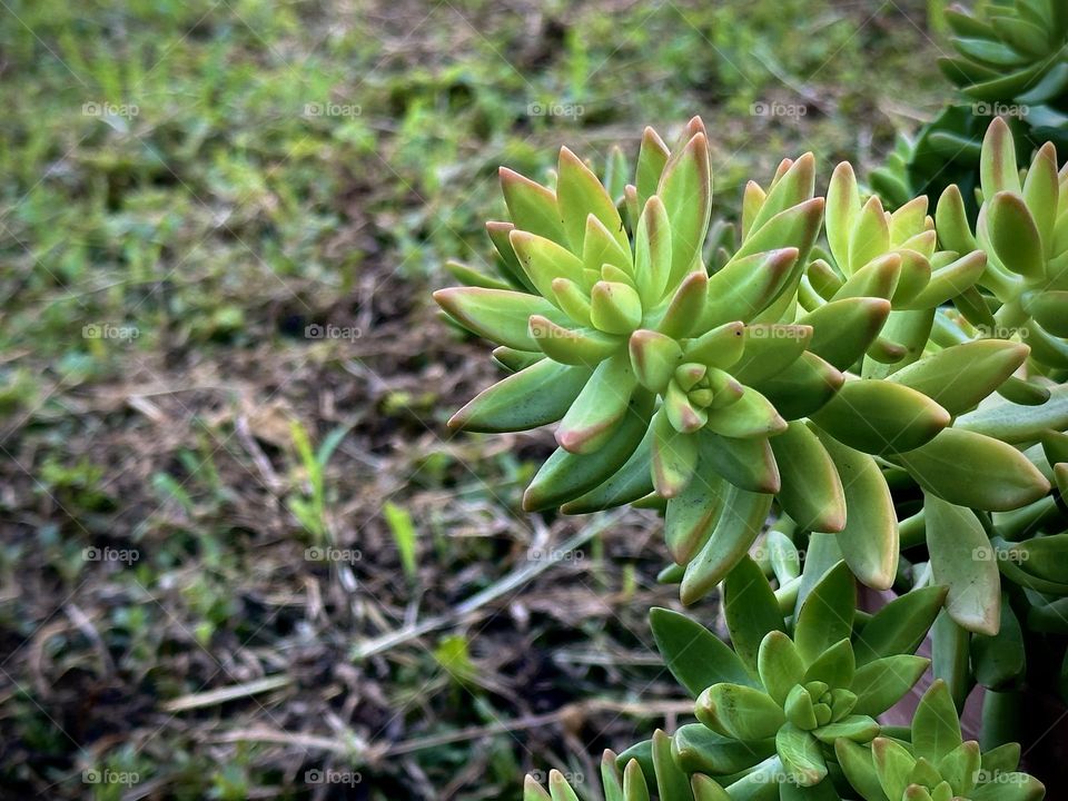 Green and beautiful sedum flower near the ground.