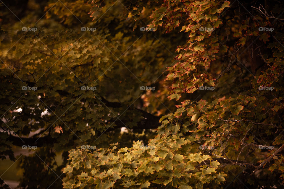 Leaves just beginning to turn yellow for fall. 