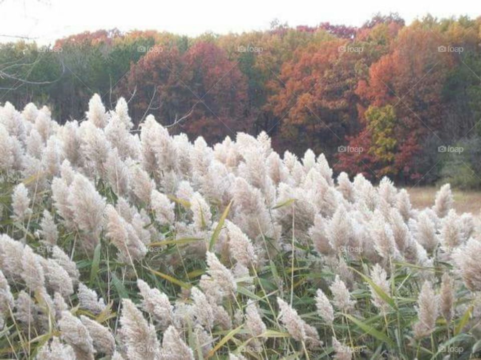 Walking to the forest