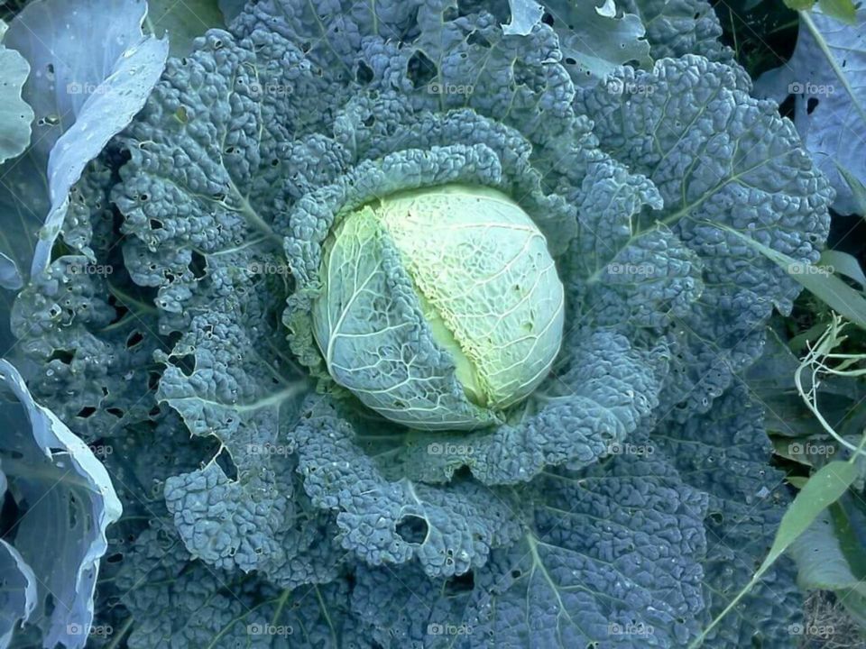 Garden savoy cabbage blossom.