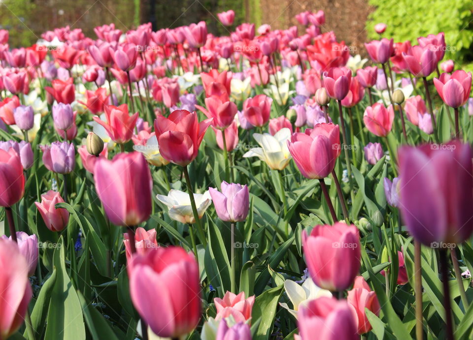 Lovely tulips