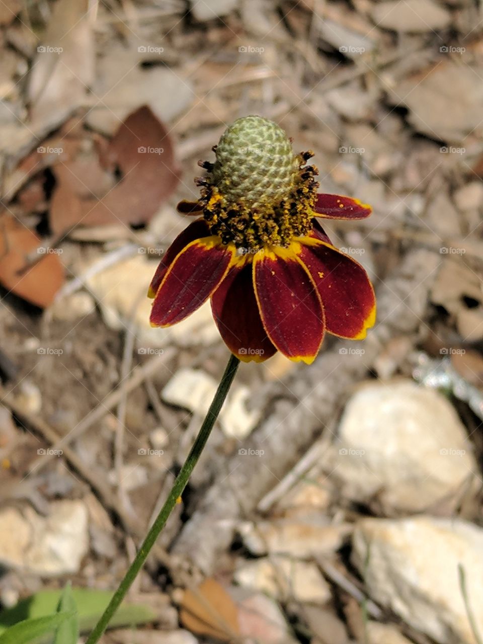 single long-headed coneflower