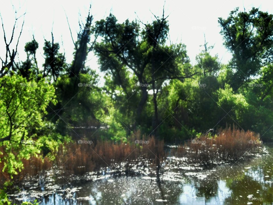 Graham Texas Lake. This is a picture of the same Lake where ALOT of Moss is growing