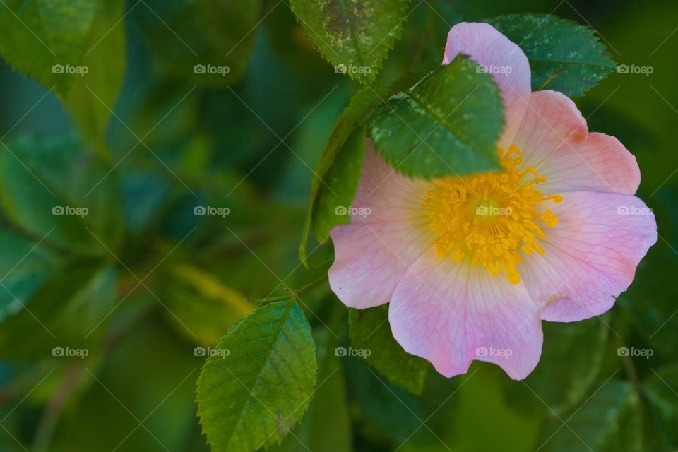 Close-up of dog rose flower