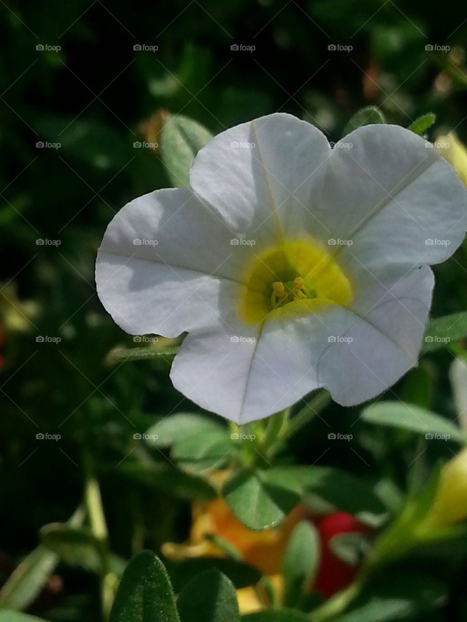White Flower in the Shade