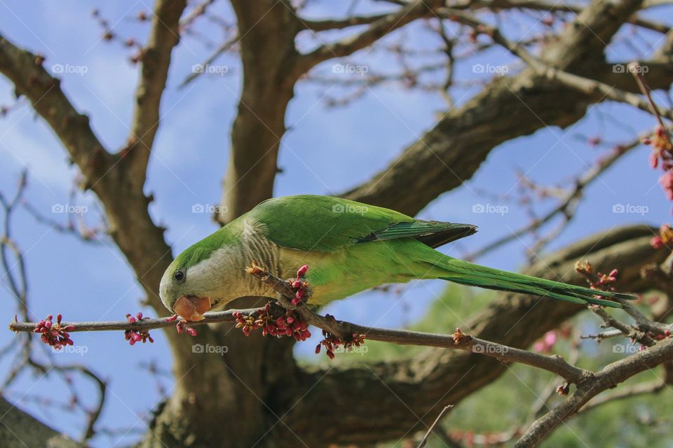 a parrot on the branch