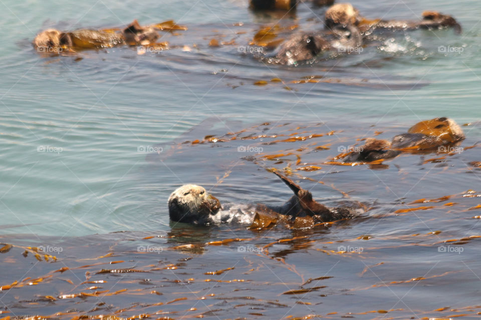 Sea otter