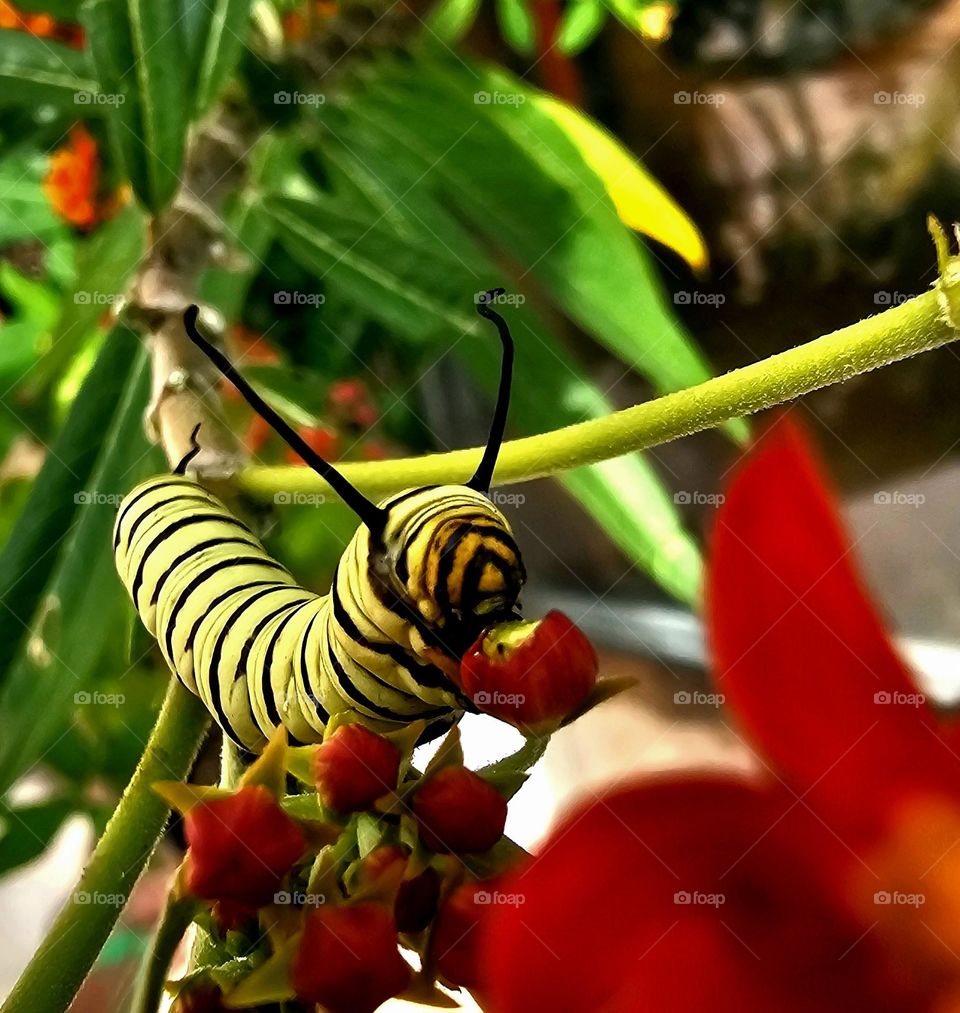 A Monarch caterpillar eating away at Asclepias or milkweed before becoming a gorgeous butterfly. Spring brings change; from caterpillar to butterfly.  Metamorphosis of the season.