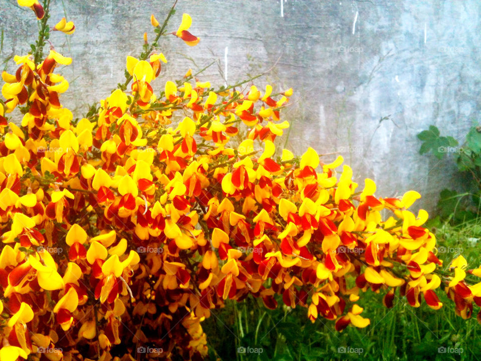 flowers garden yellow red by filletanta