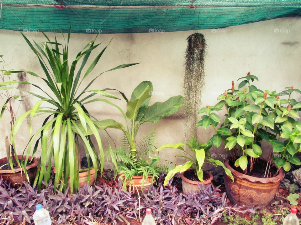 Housr plants in pots