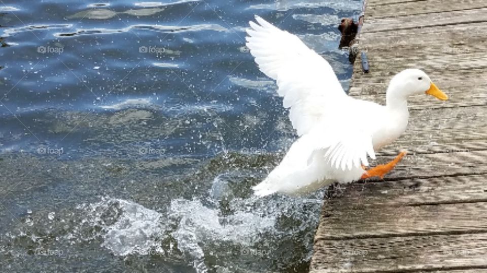 Dudley the duck jumping