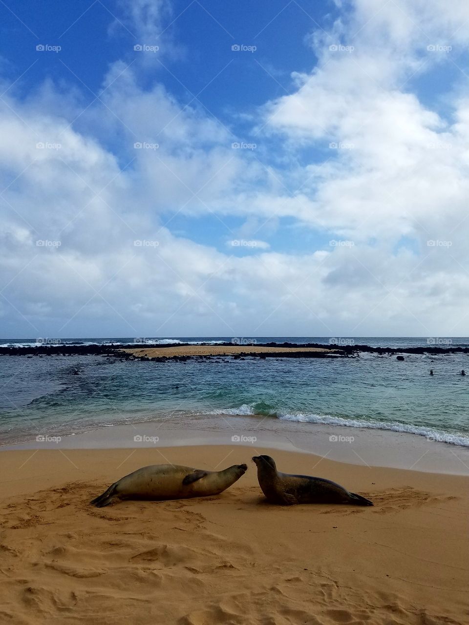 Monk Seals