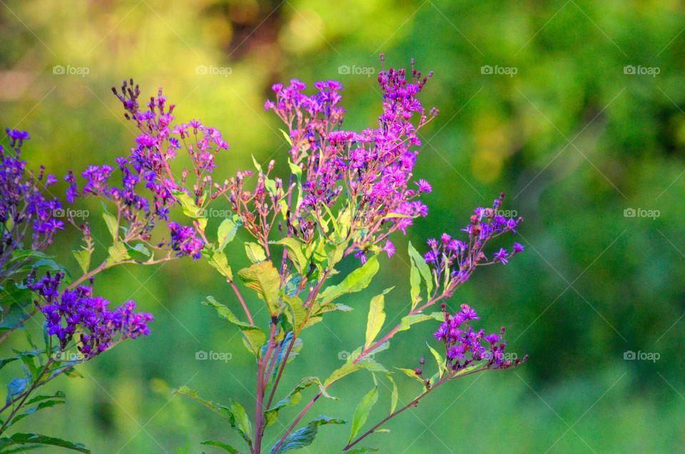My Field of Purple Flowers (Series)
