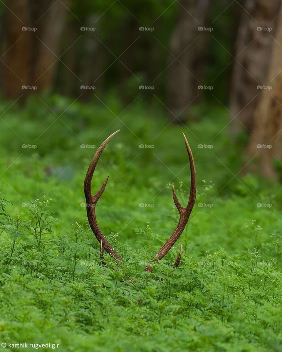 beautiful wild animals