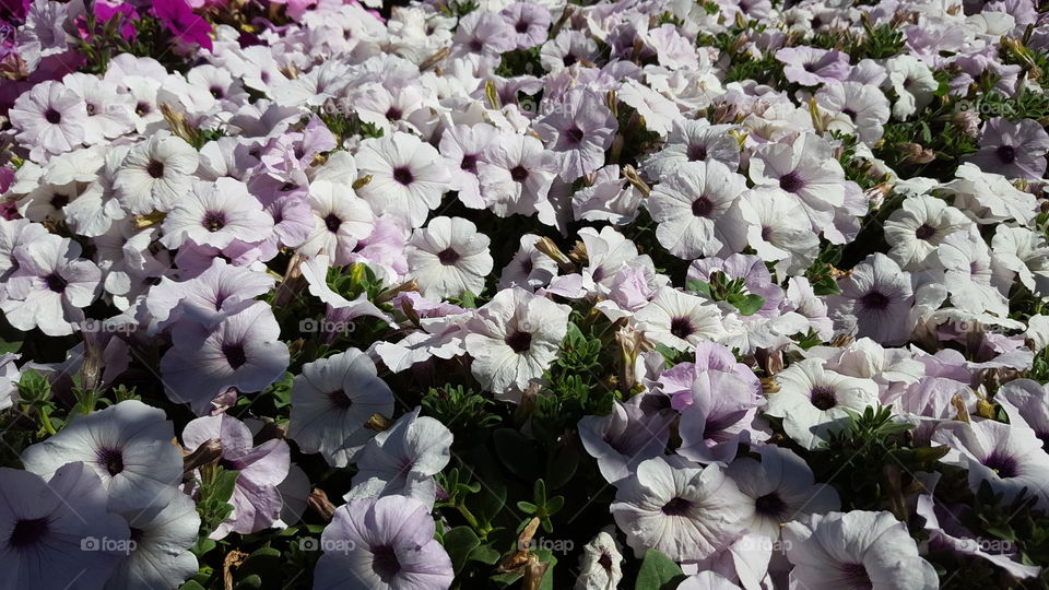 petunias