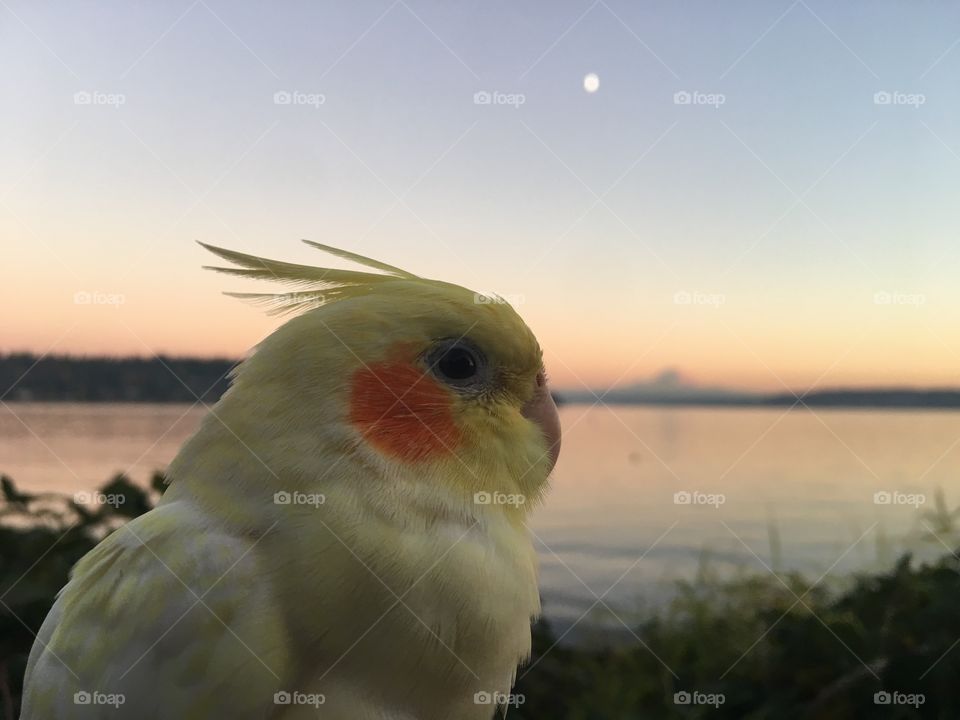 Cockatiel with a view