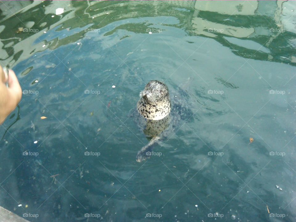 Seal in harbour