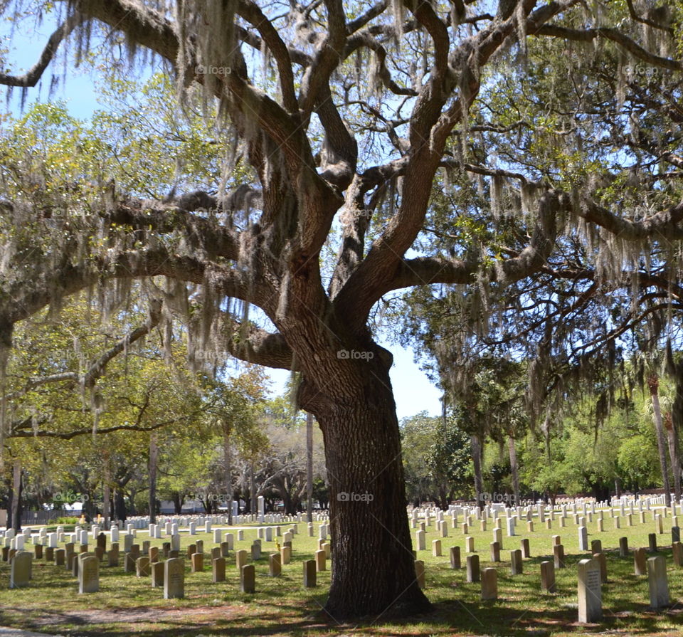 Spanish Moss in Military Resting Place