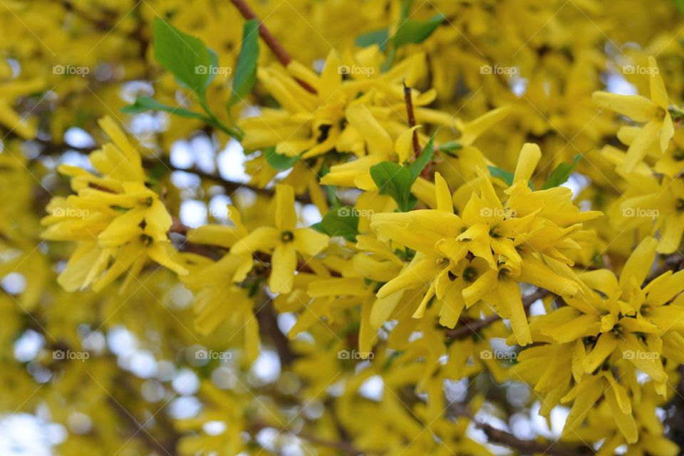 blooming branch tree yellow flowers spring nature