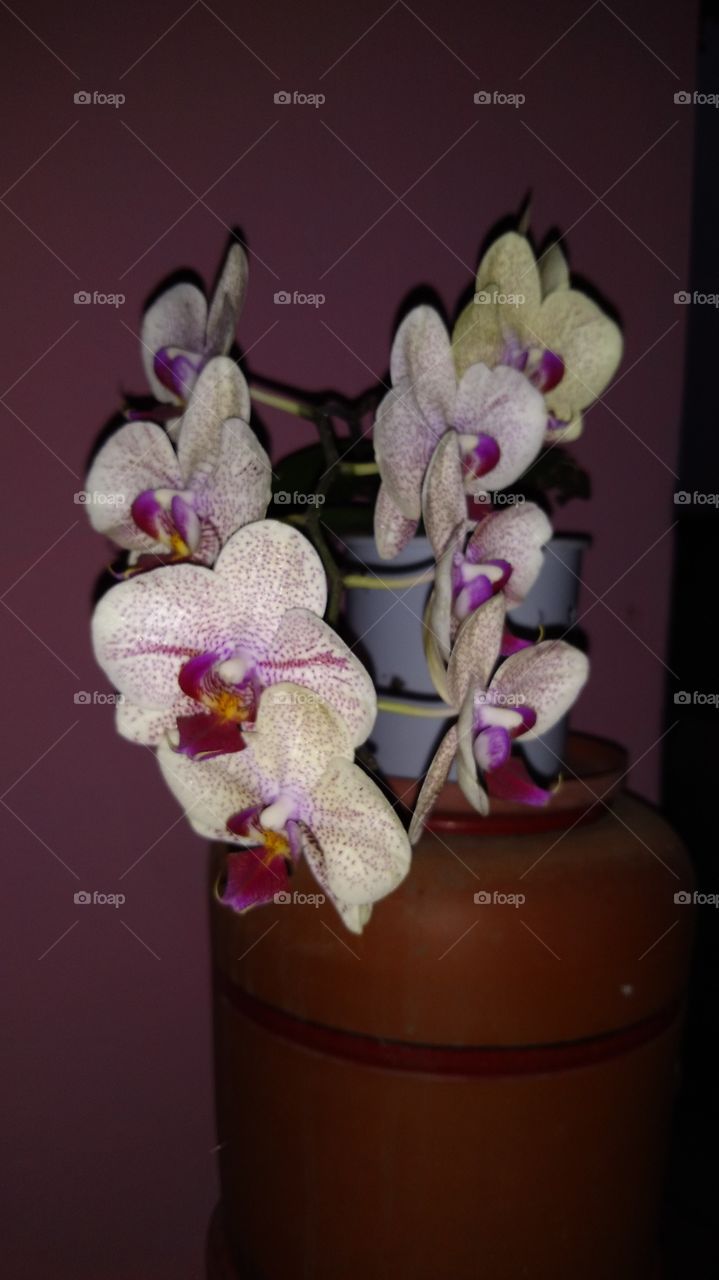orquídea phalaenopsis