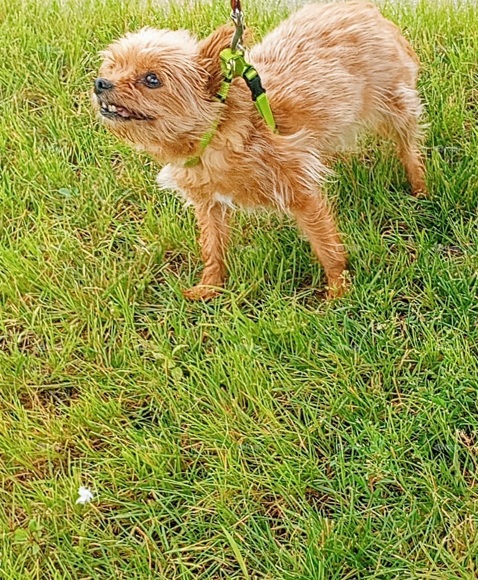 Small Brown Dog