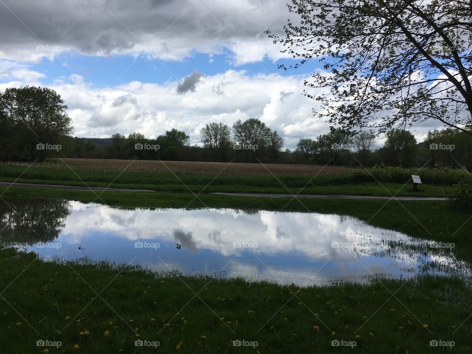 Reflection in a puddle