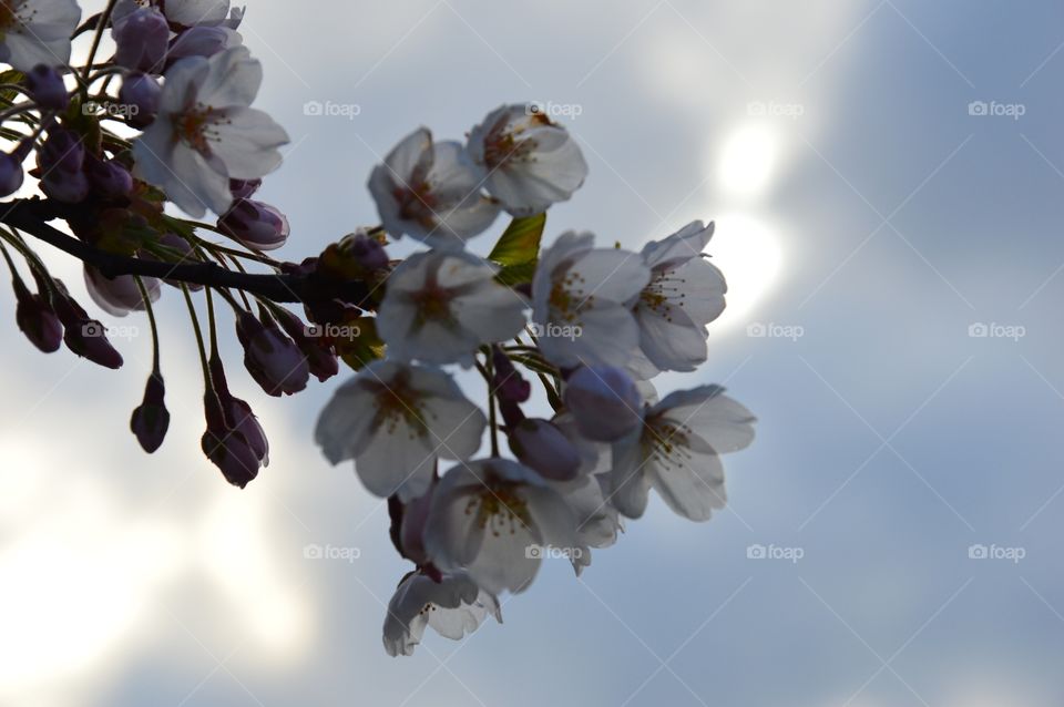 blossom against sun