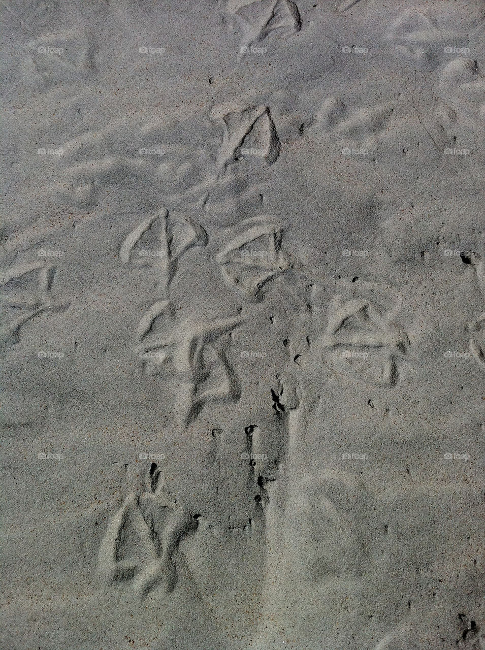 beach footprints seagull daytona by dmelhorn