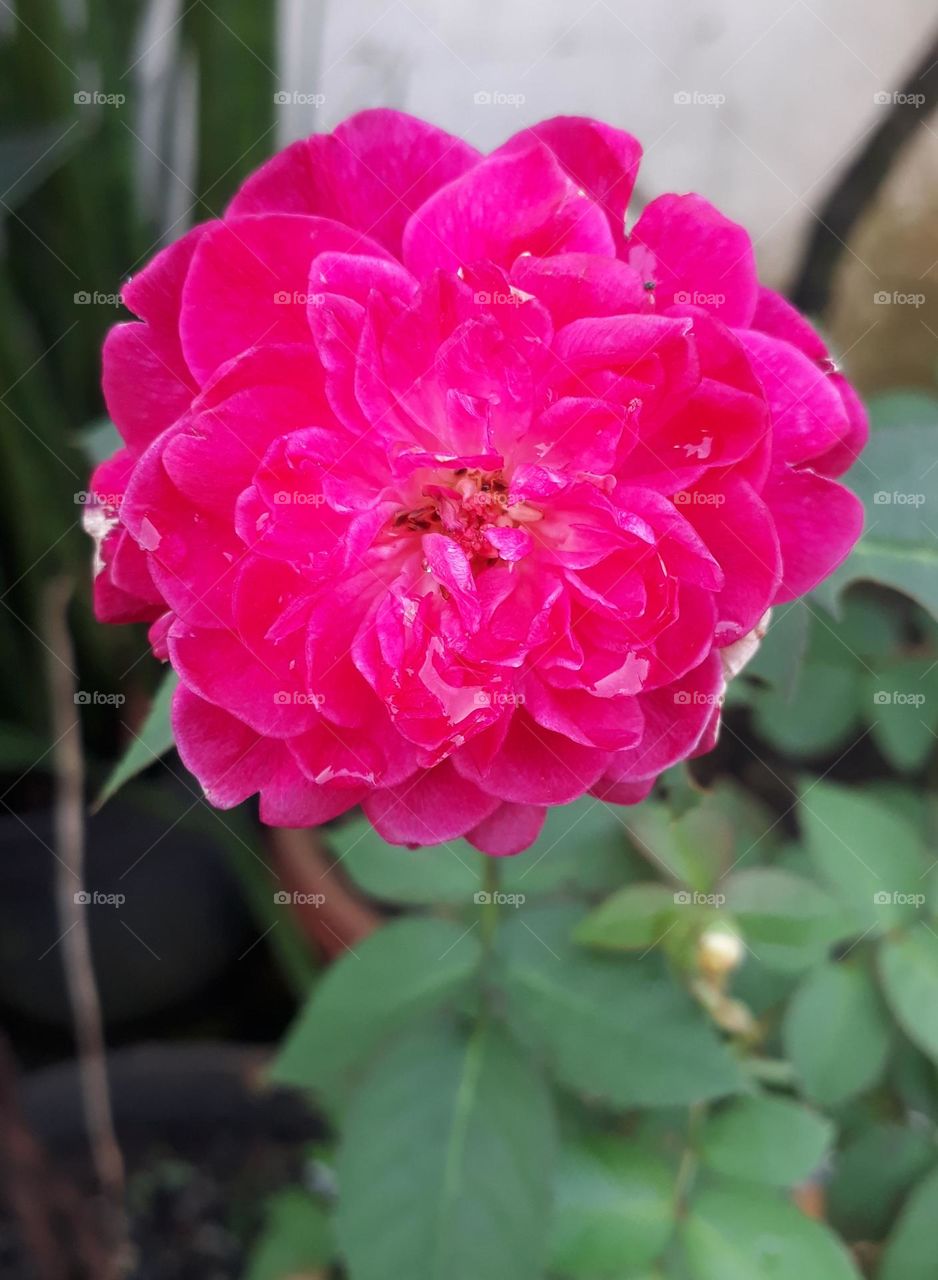 Roses, the flowers smell good and have a variety of colors. But you have to be careful when planting roses because the tree has a lot of thorns.