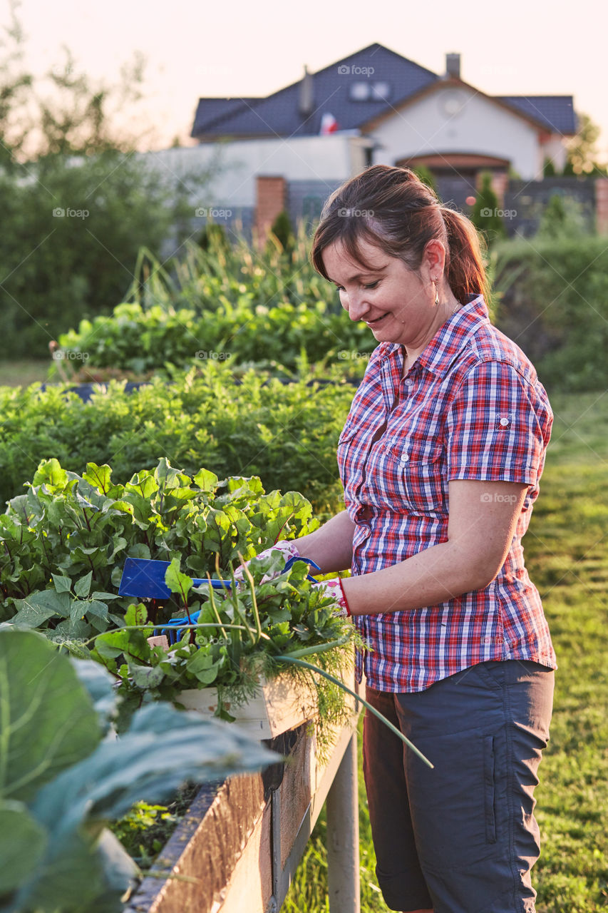 Woman working in a home garden in the backyard, picking the vegetables and put to wooden box. Candid people, real moments, authentic situations