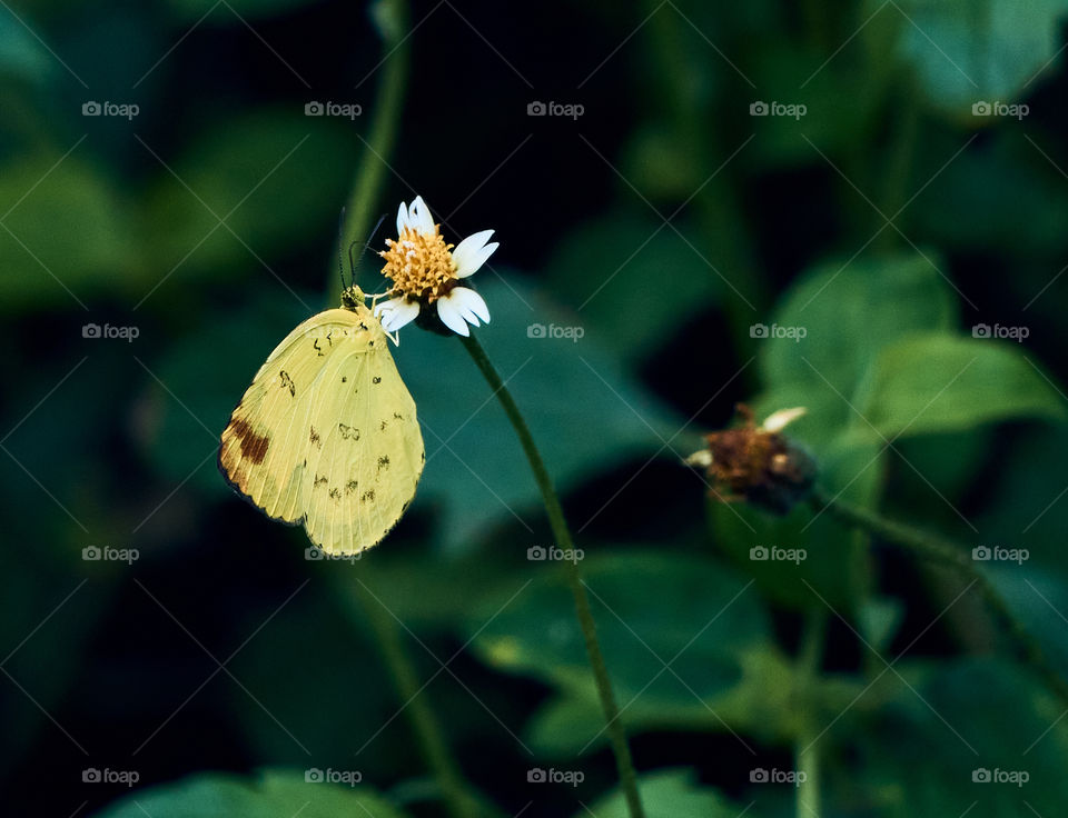 Butterfly photography  - coat button