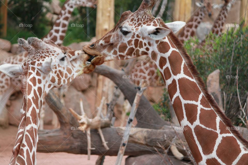 Giraffe family