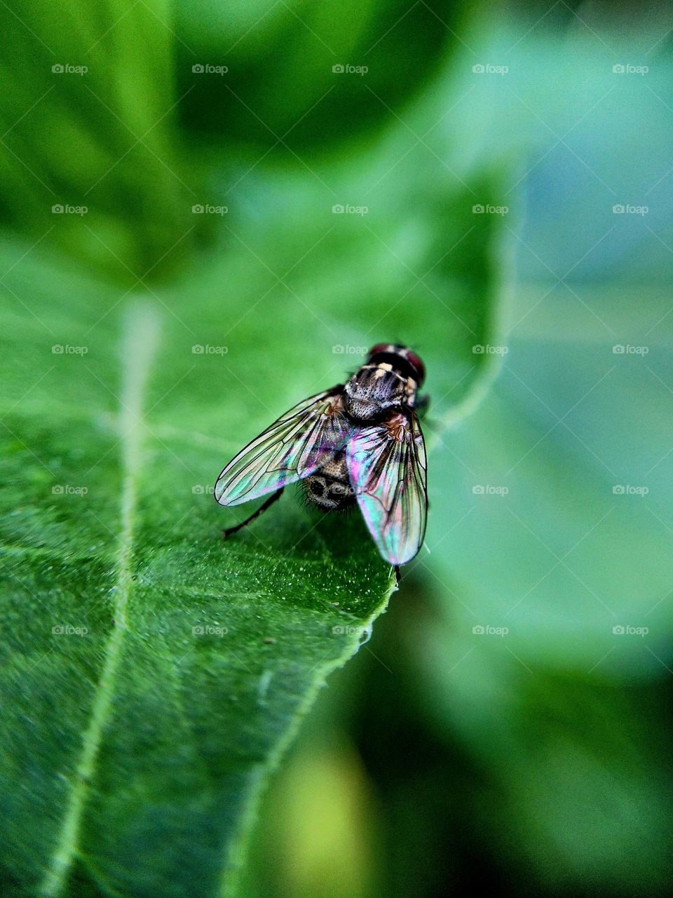 your favorite macro shot