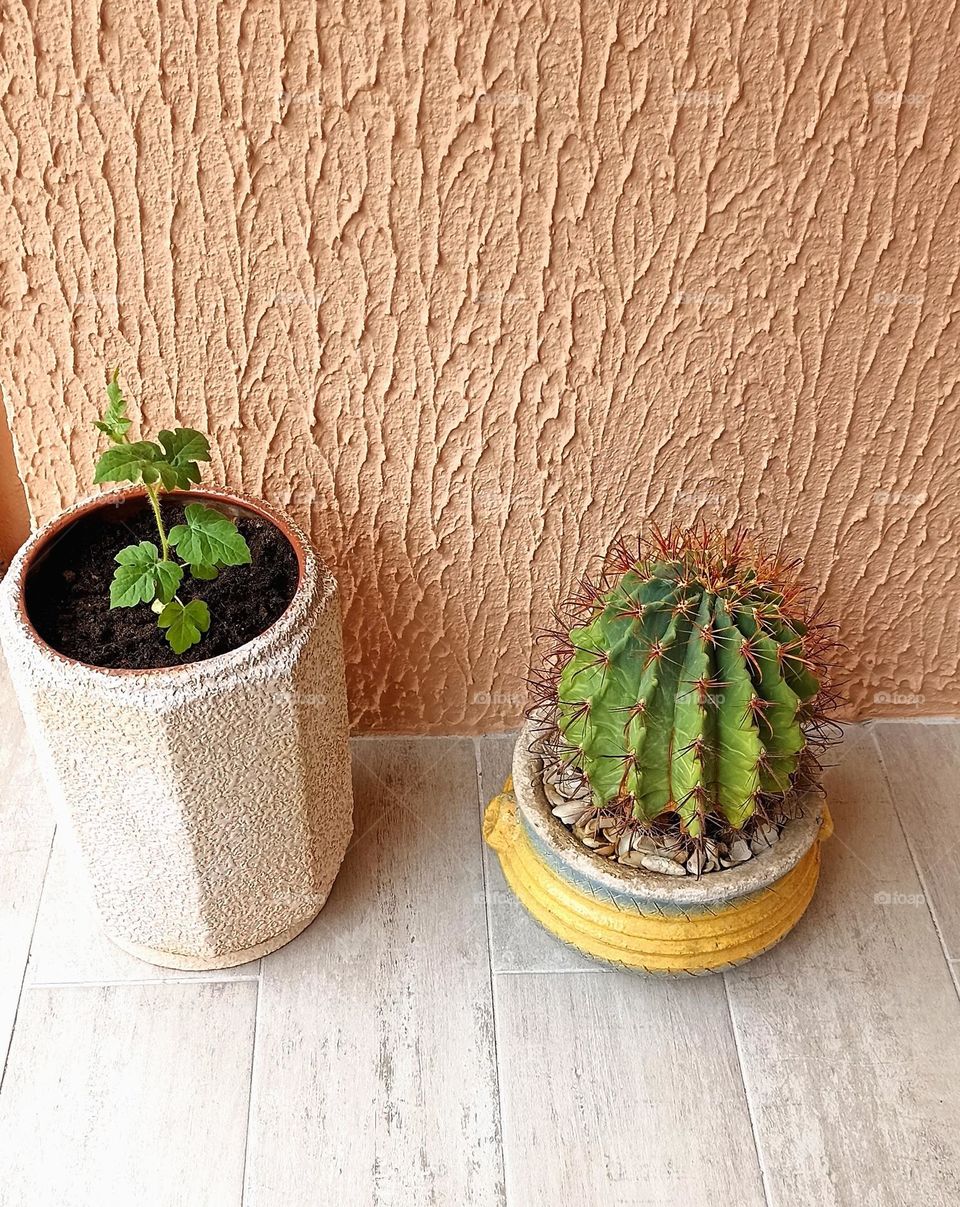 flowers green plants in pot gardening, love earth 🌎