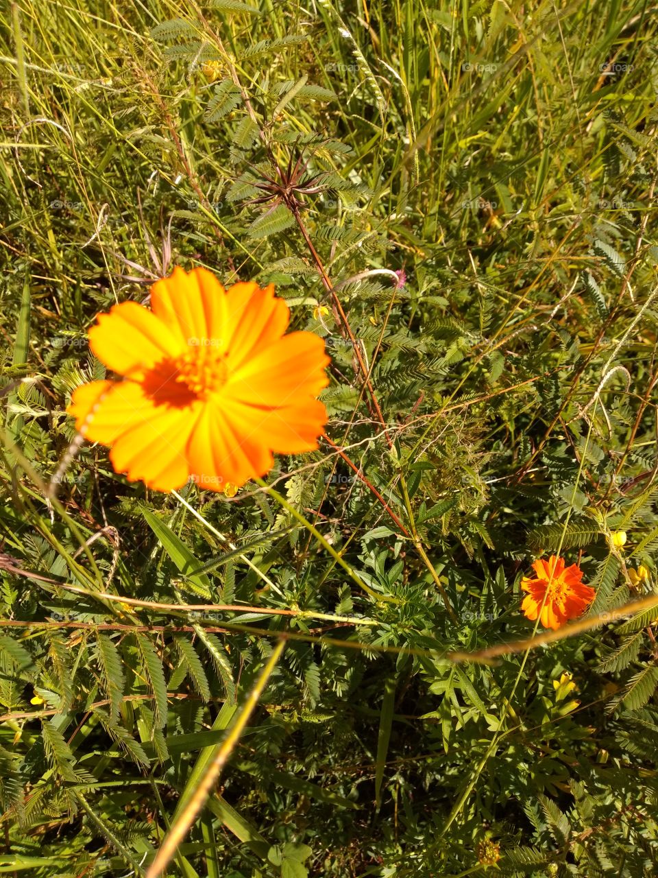 bem vindo a foap: primavera