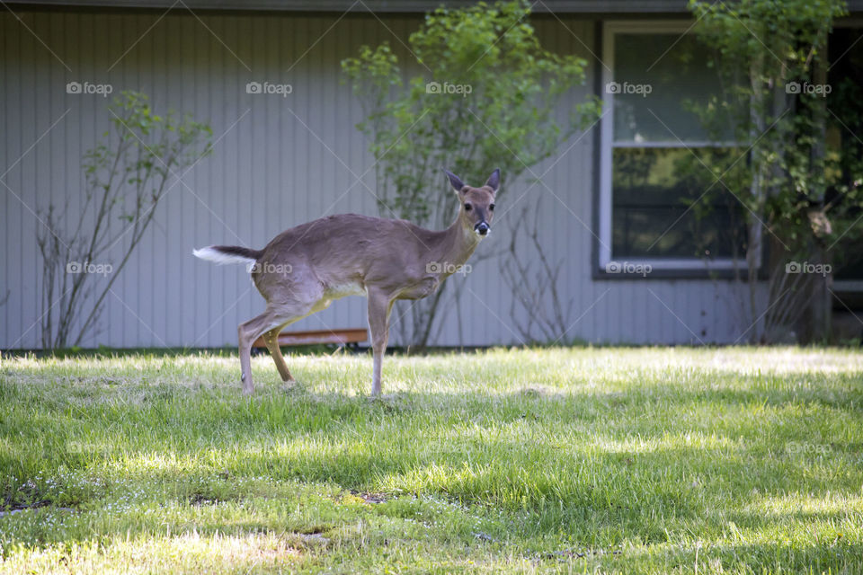 deer peeing. deer squats to pee in yard
