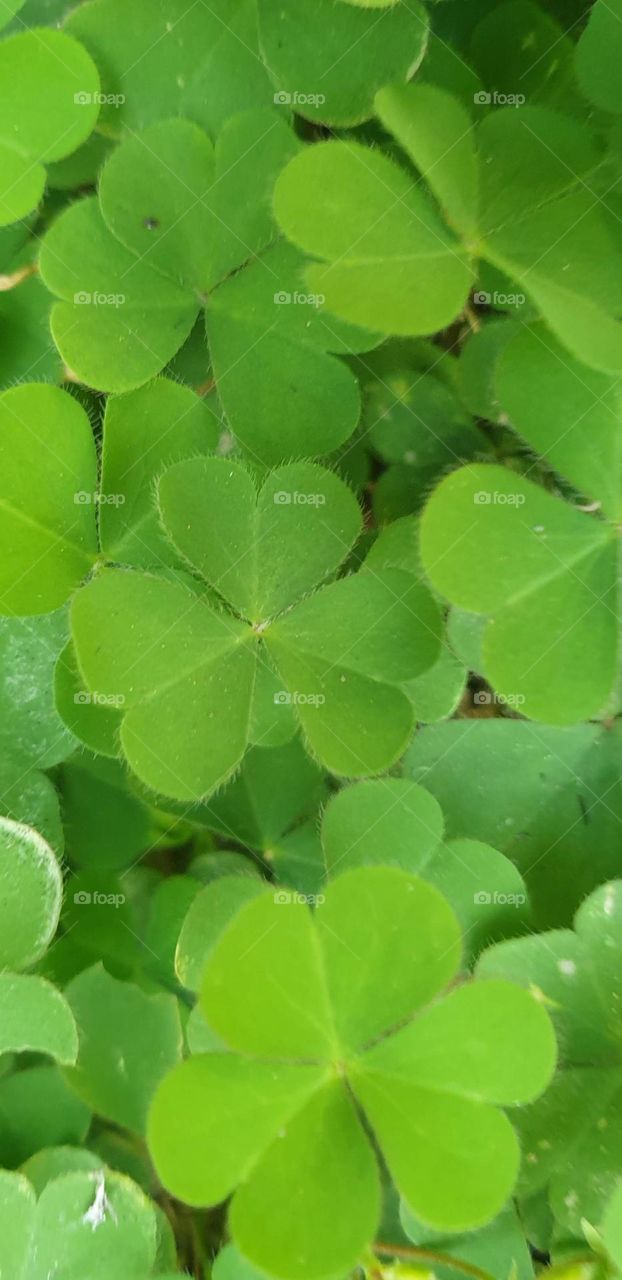 beautiful clovers plant green bush mat