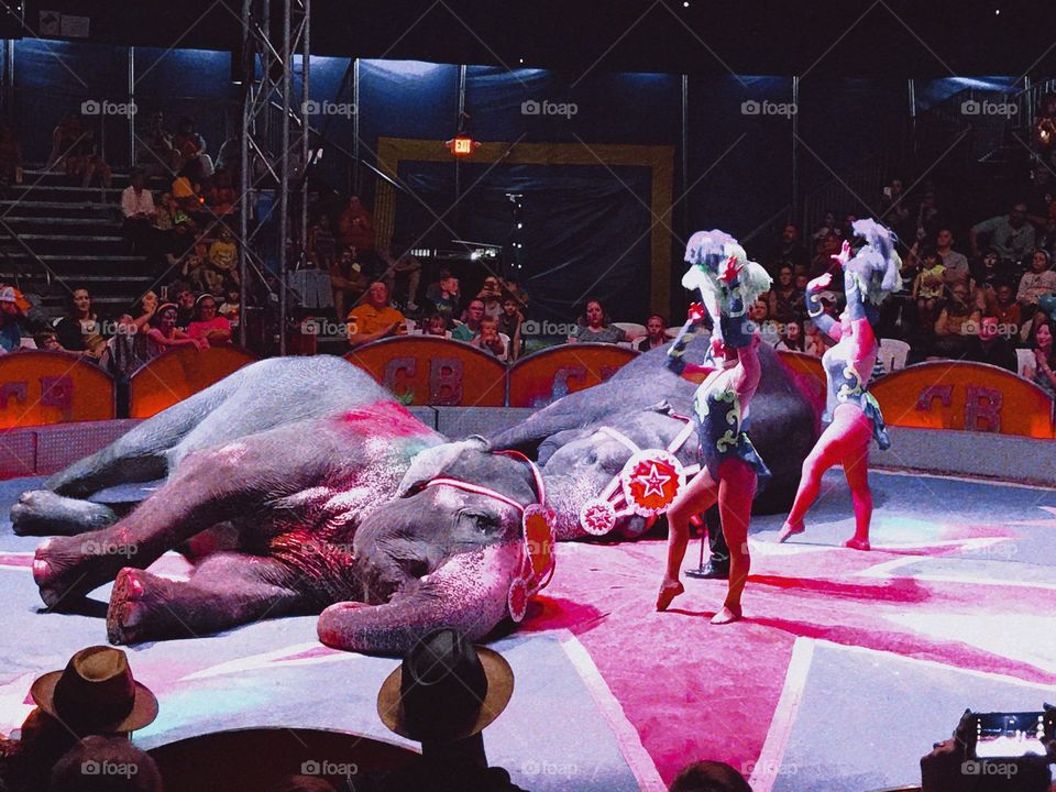 People, Competition, Performance, Festival, Adult