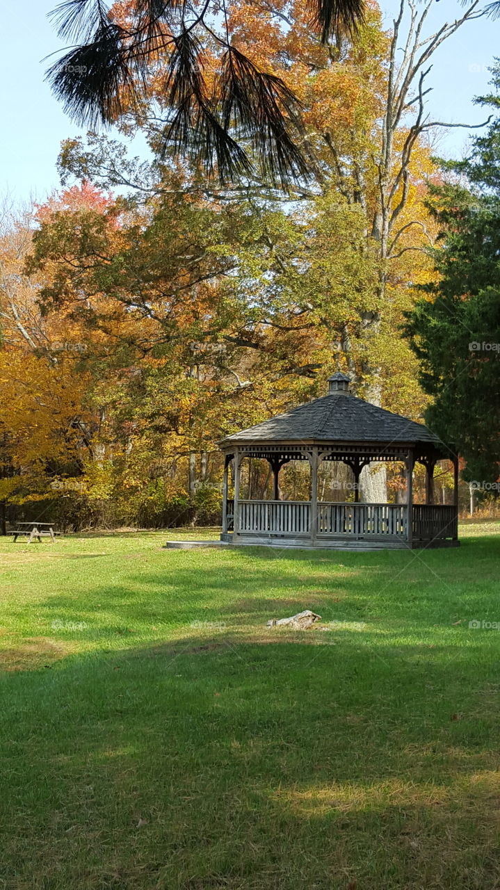 Tree, Park, No Person, Wood, Garden