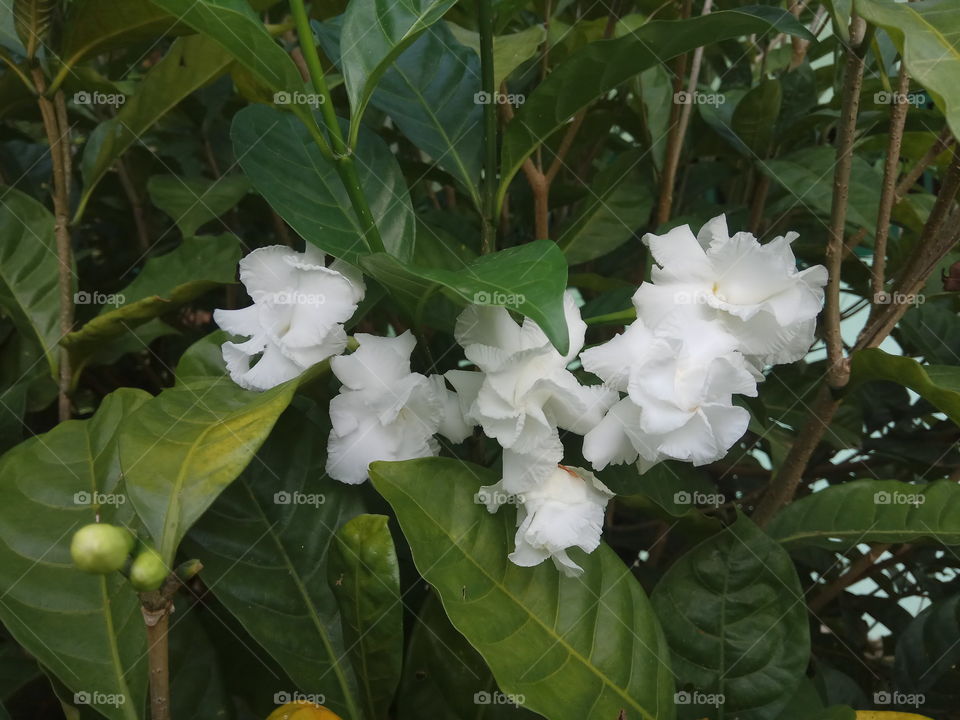 beautiful white flowers