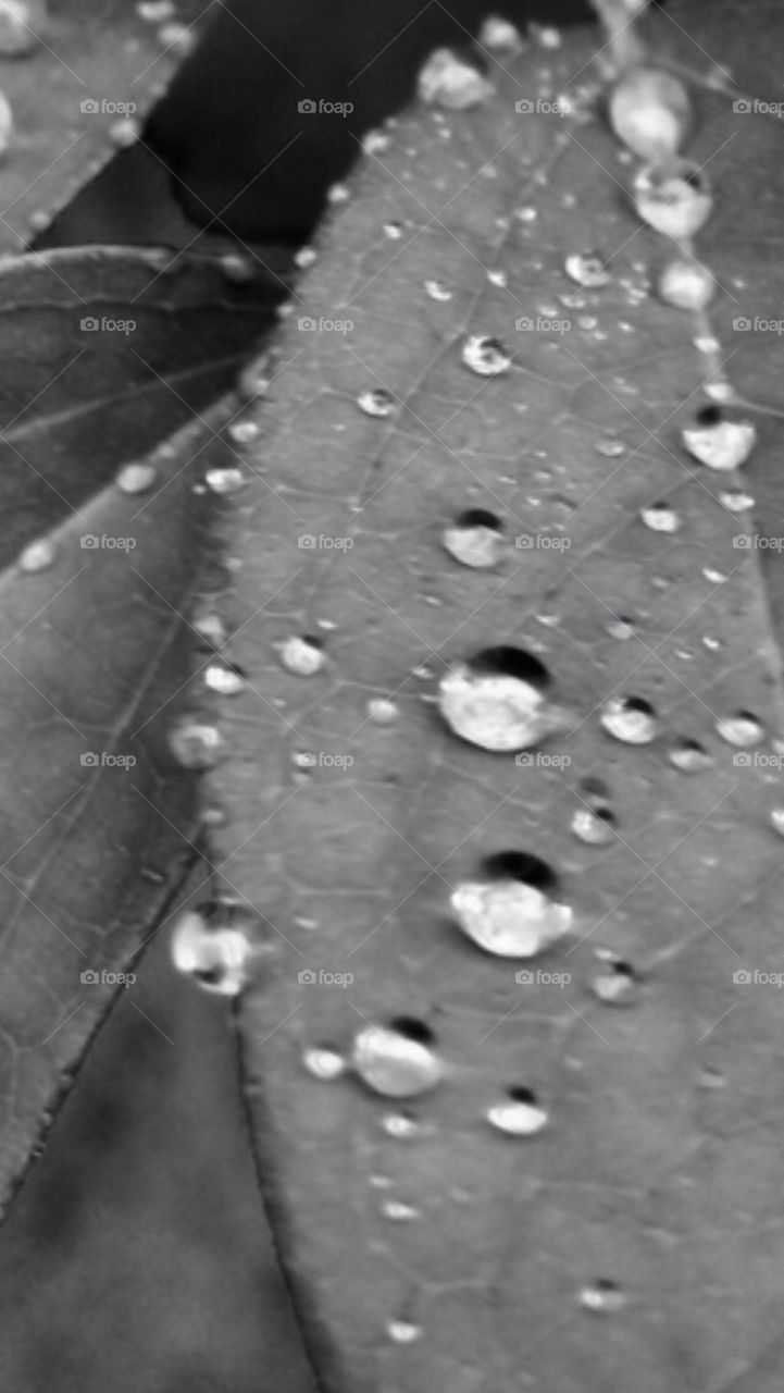 Black and White water droplets 