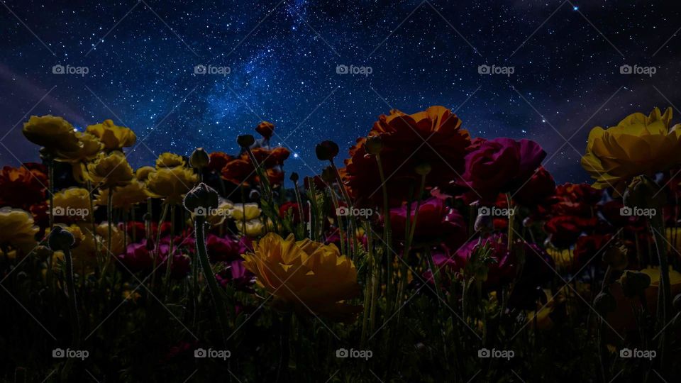 Flowers at Night