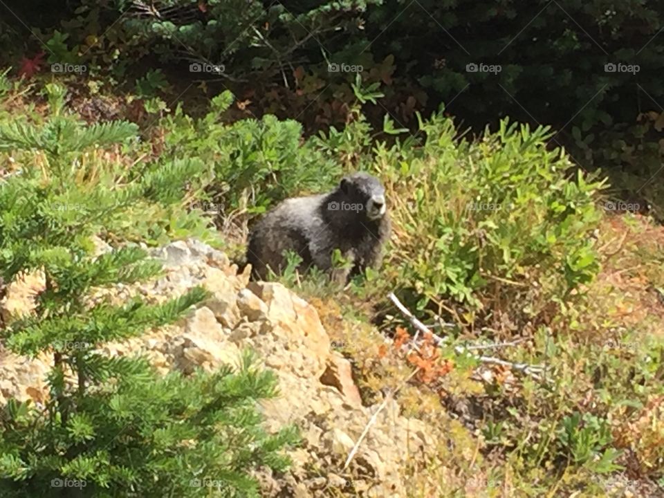 Hoary marmot at Mt Rainier 